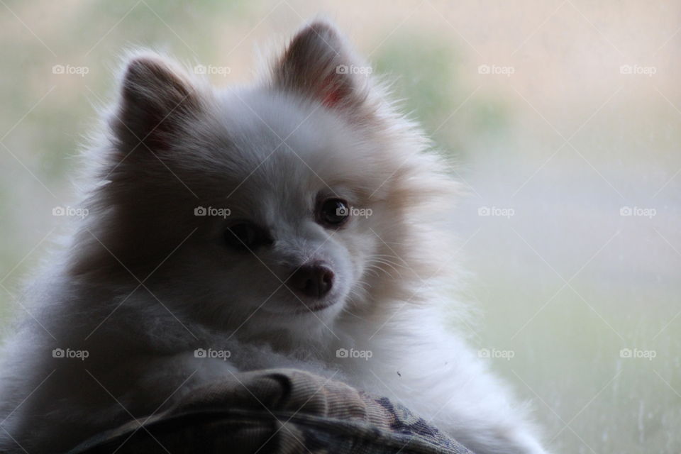 Fuzzy Face of a Pomeranian Dog.