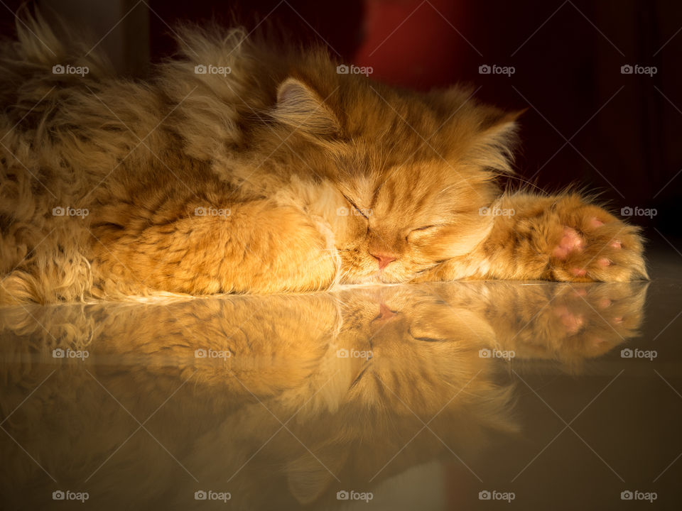 Sleeping Reflective Cat
