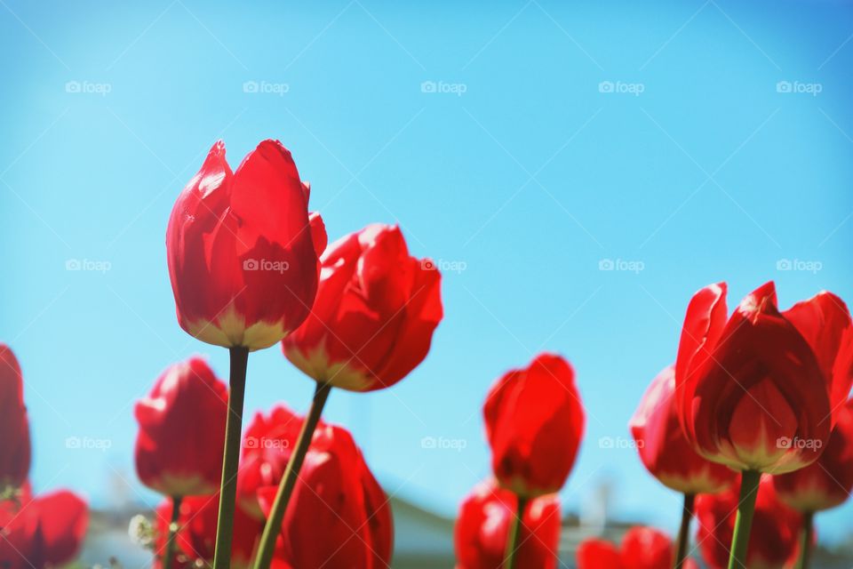 Close-up of red tulips