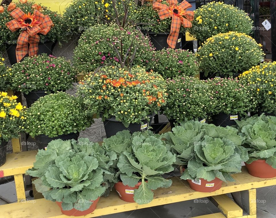 Autumn Plant Display