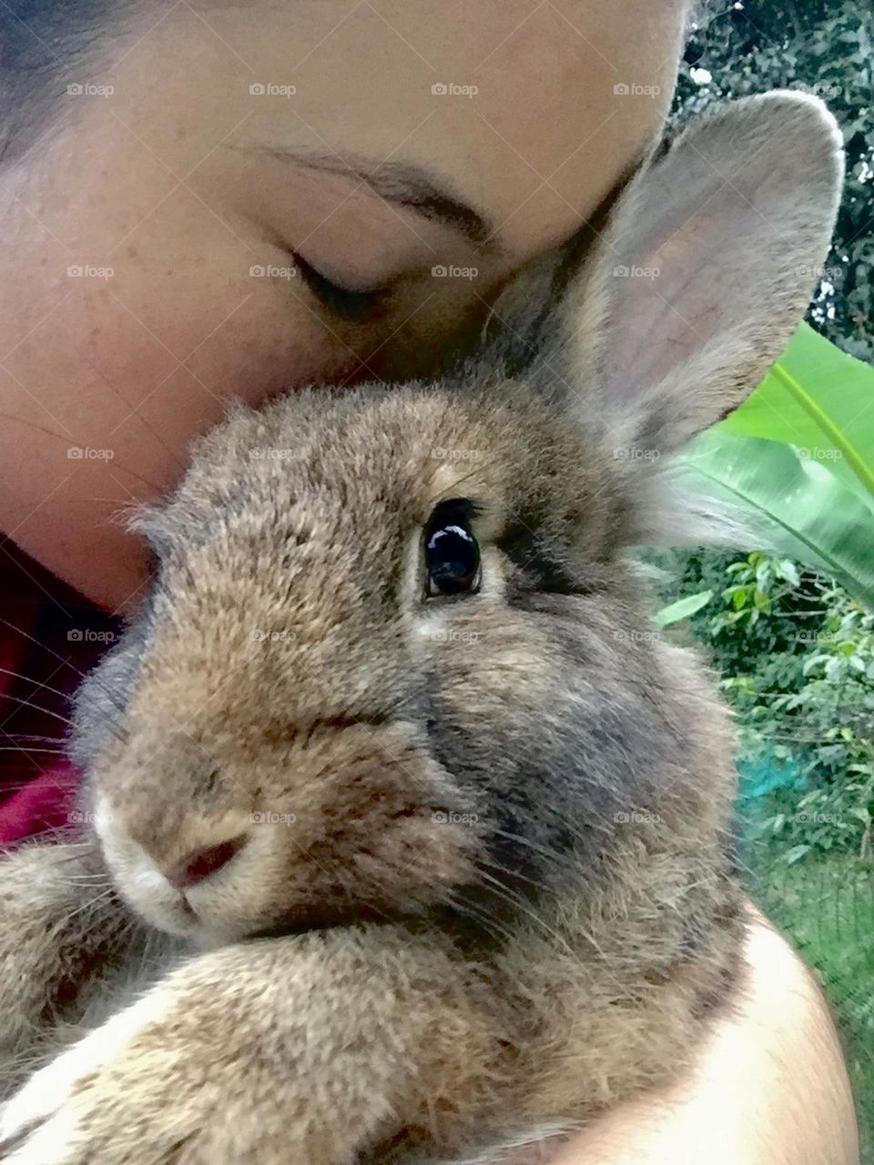 Beautiful baby rabbit