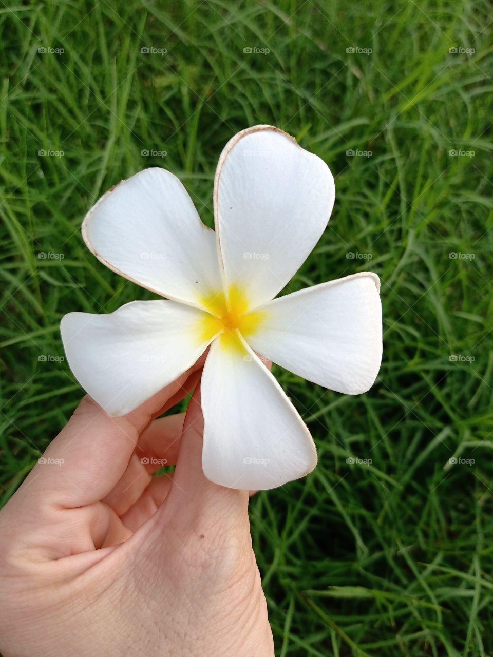 Beautiful Plumeria Flower