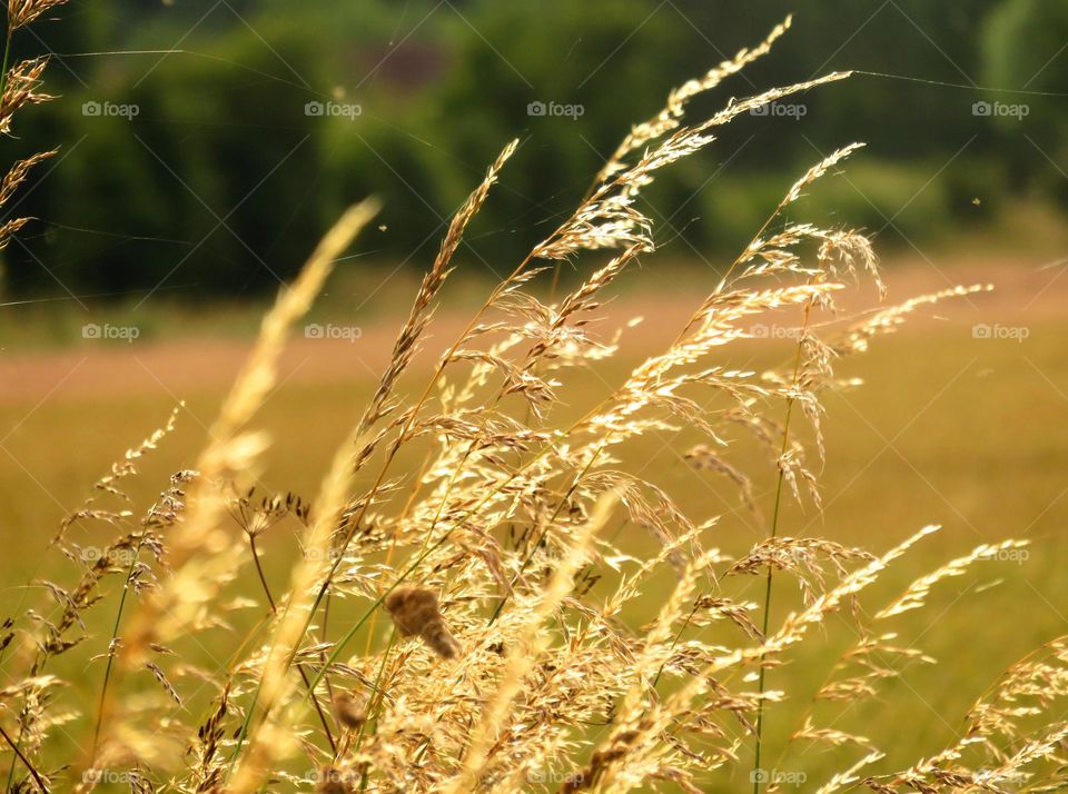 golden grass