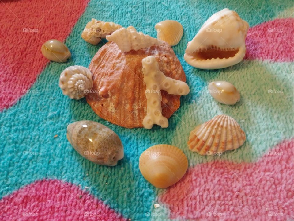 Seashells