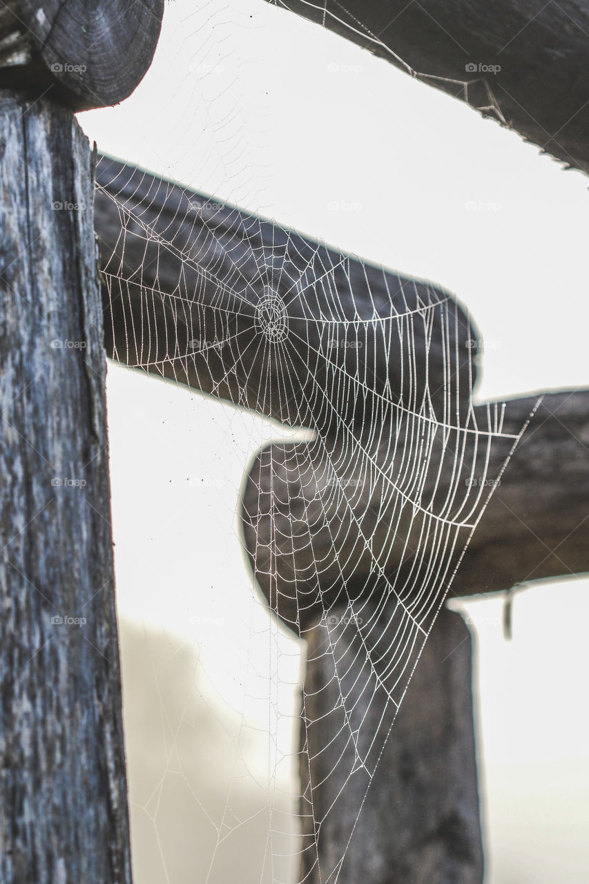 Spiders web