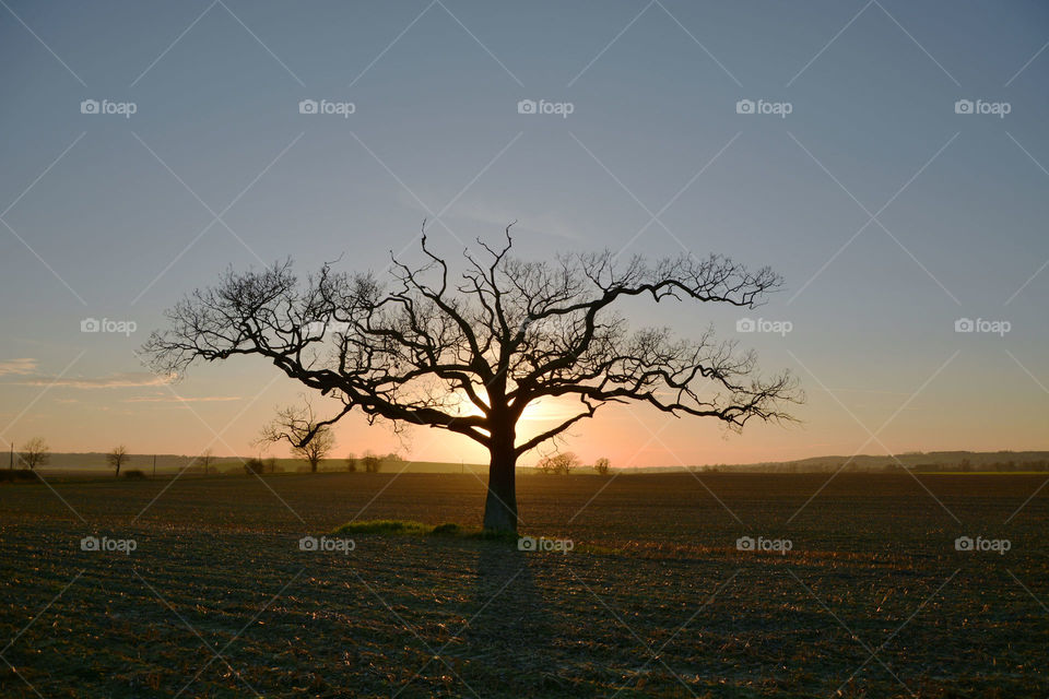 Lone tree in sunset. The sun sets behind this wonderful lone tree in the English countryside