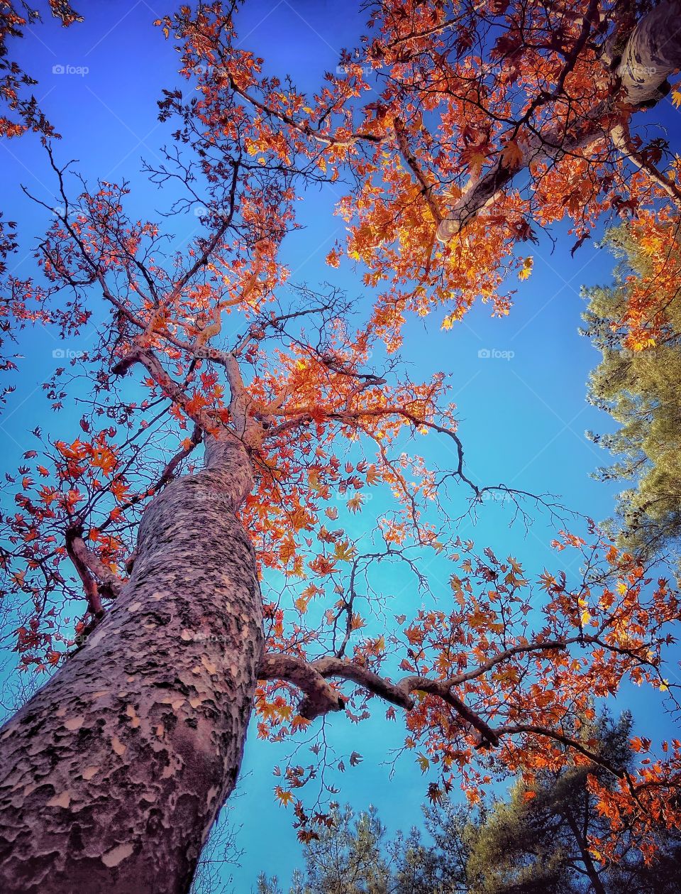 Autumn leaves with a blue sky ! The beautiful island of Cyprus is full of beauties all year round 