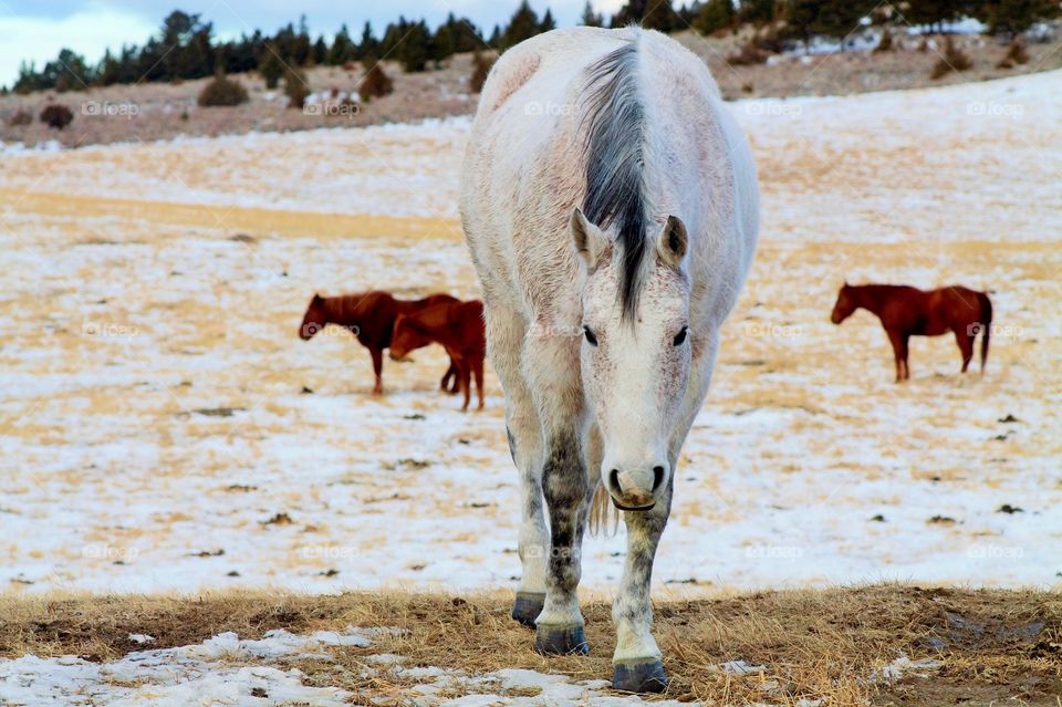 Horses on dry grass during winter