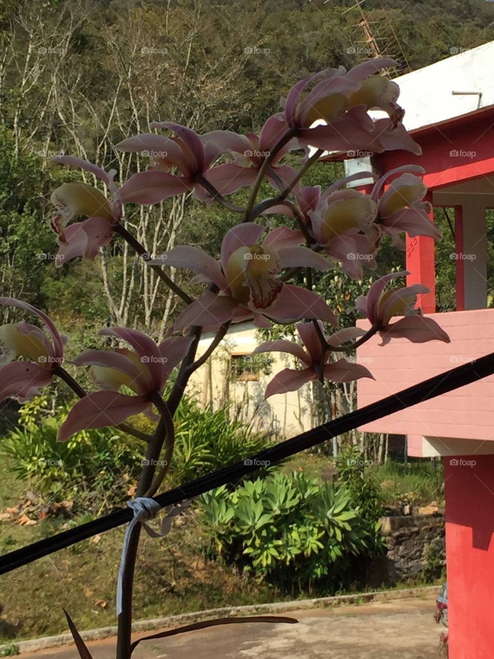 Orquídea panorama