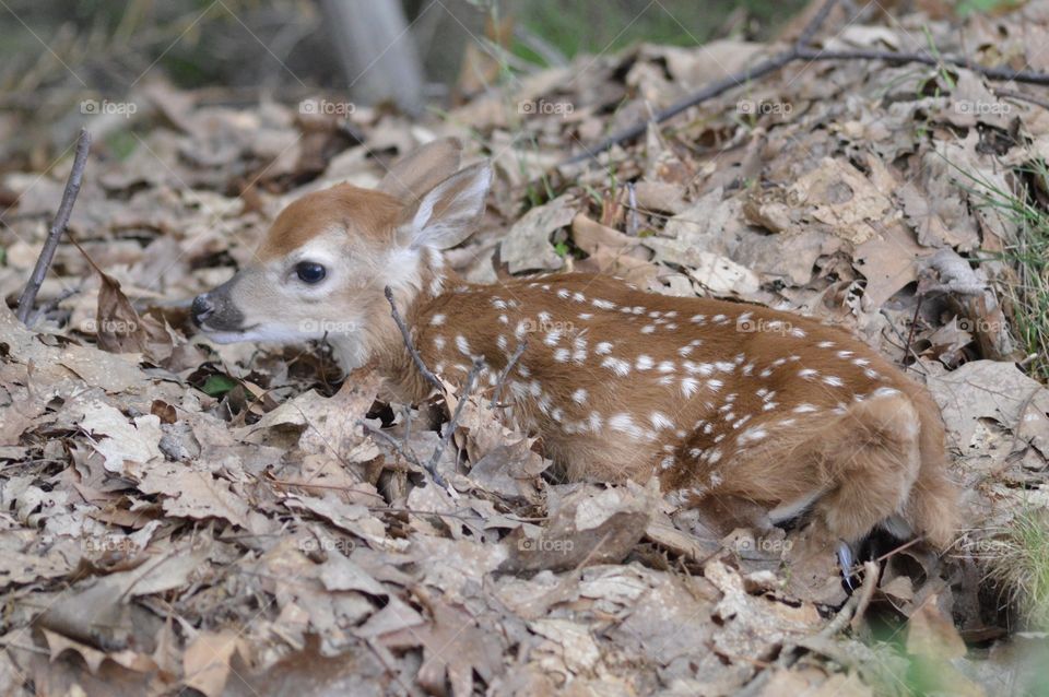 Doe and Fawn