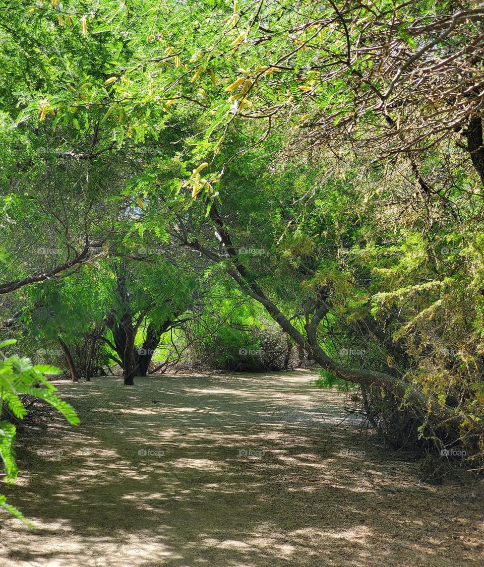 Walking on a Spring Day