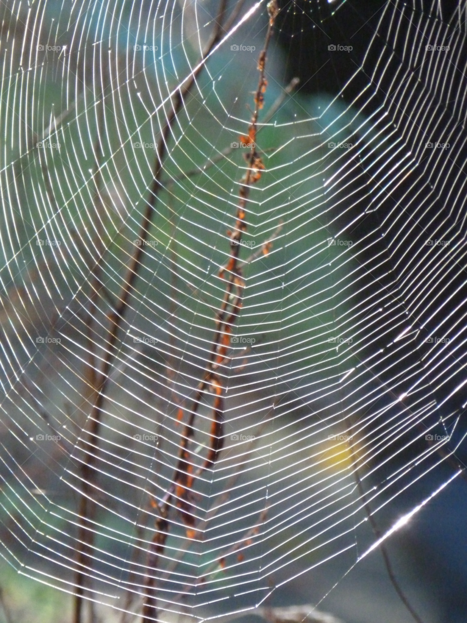 web spiderweb spider regular by Bea