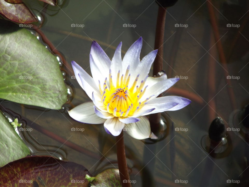 Purple And White Water Lilly Flower