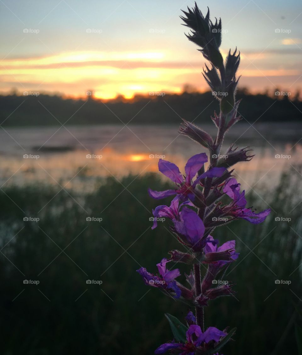 Sunset flower 