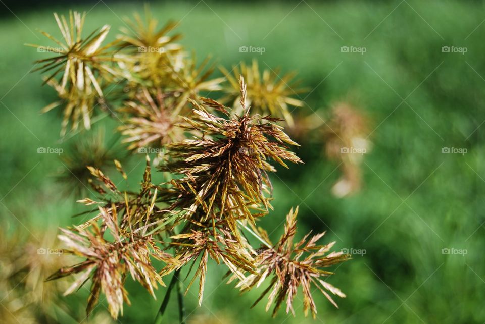 Oat grass in the field