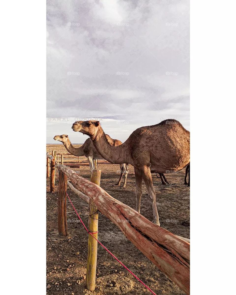 "The camels are wonderful."