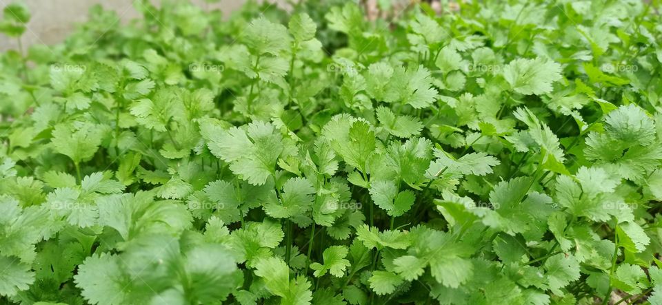 Coriander garden