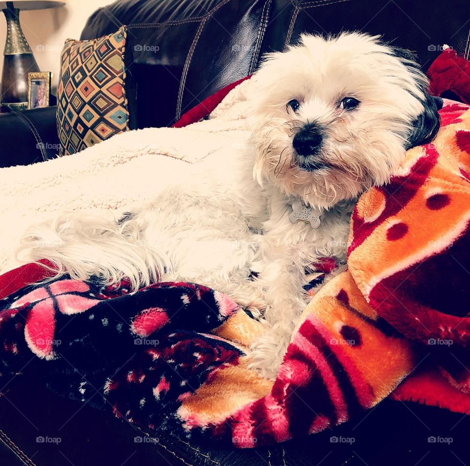 Oreo relaxing on dog blanket.