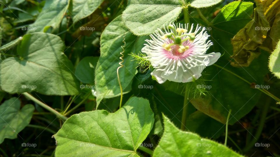 lovely flowers with many Niddles