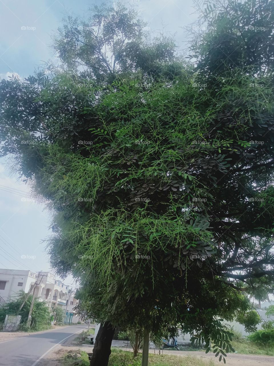 Ravarma VanguvO / Weeping Japanese Pagoda Tree / Gracey Leafs