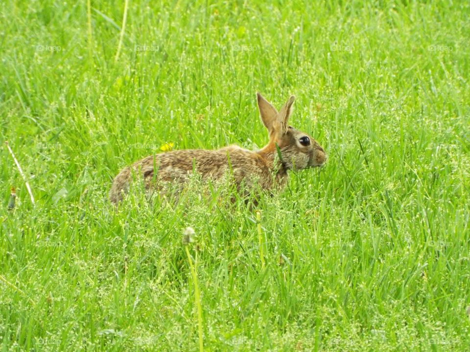 Rabbit ratting the tall grass