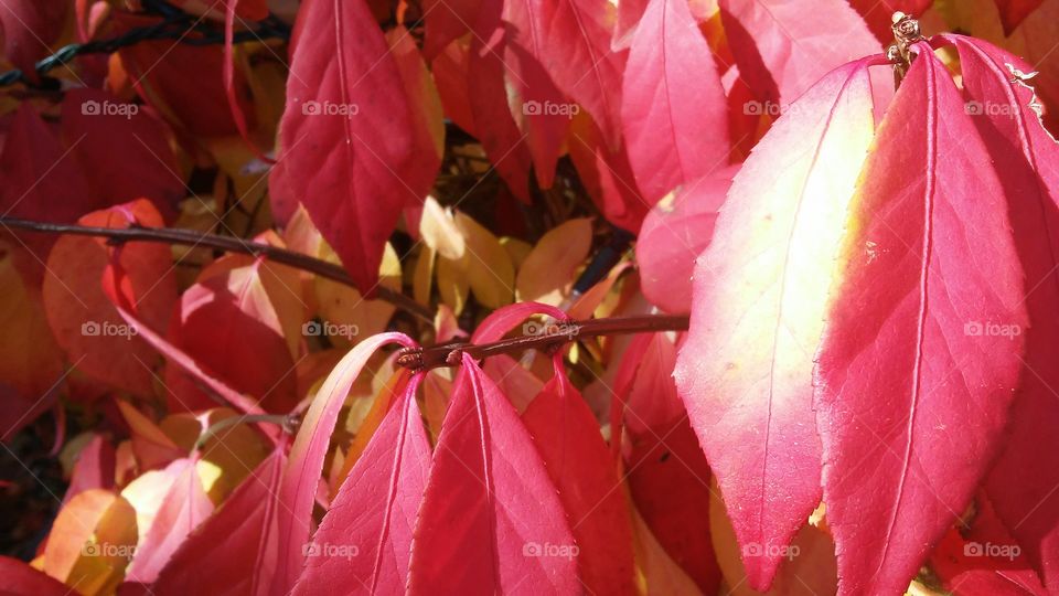 Leaf, Nature, No Person, Flora, Fall