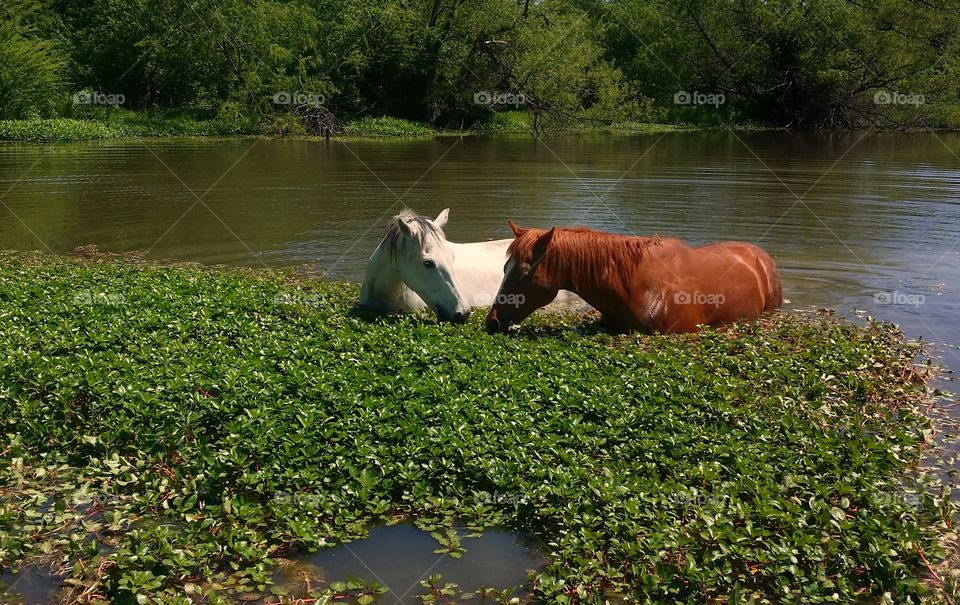 Two horses in a pond eating water primrose It's summertime