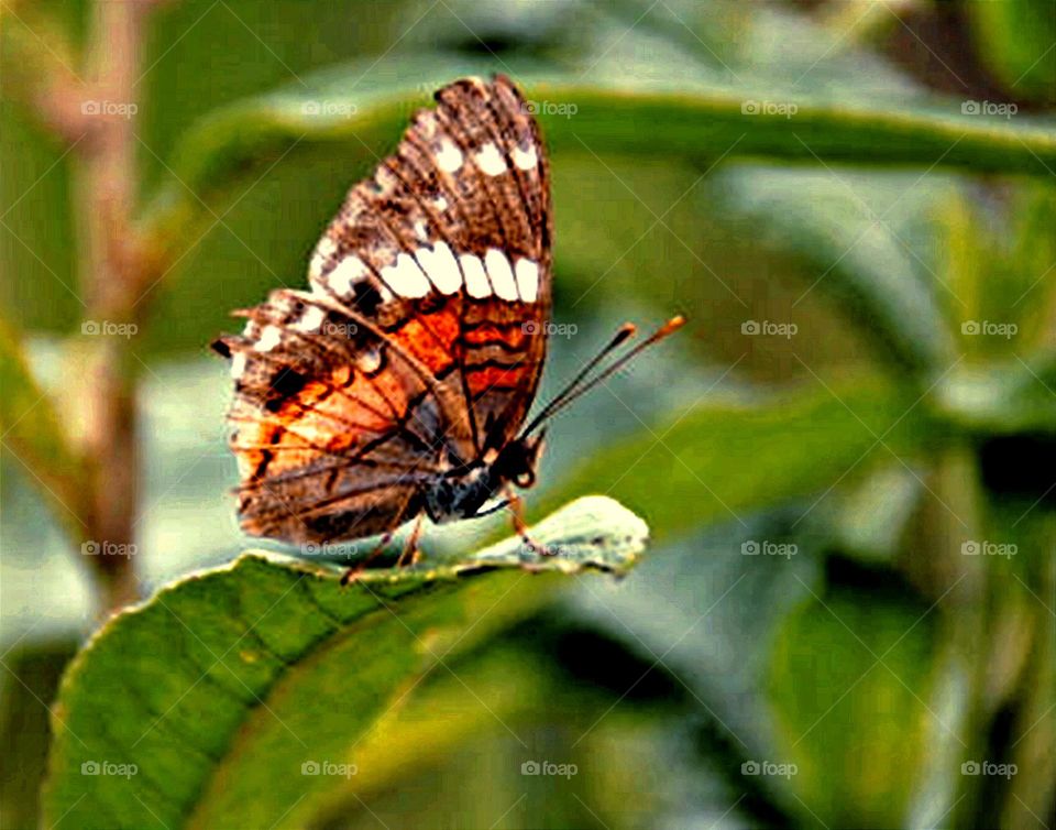 Borboleta