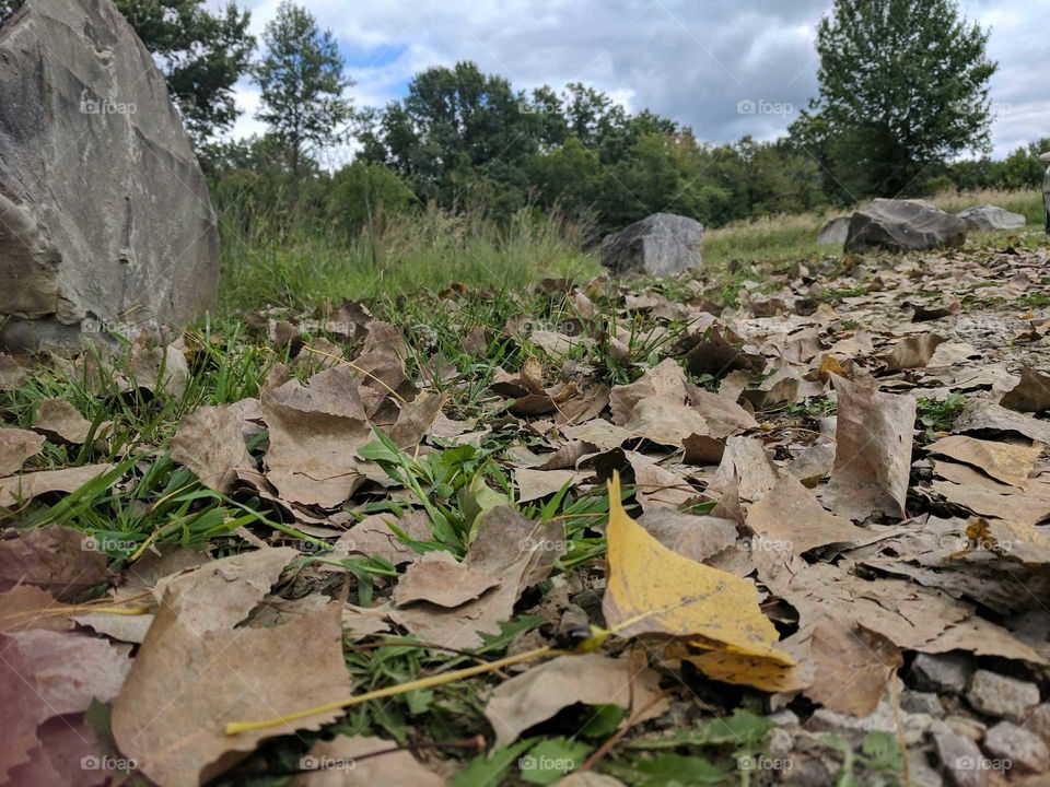 fall leaves