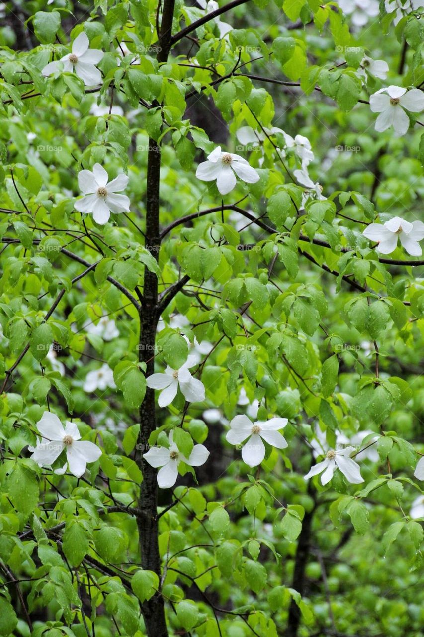 dogwood tree