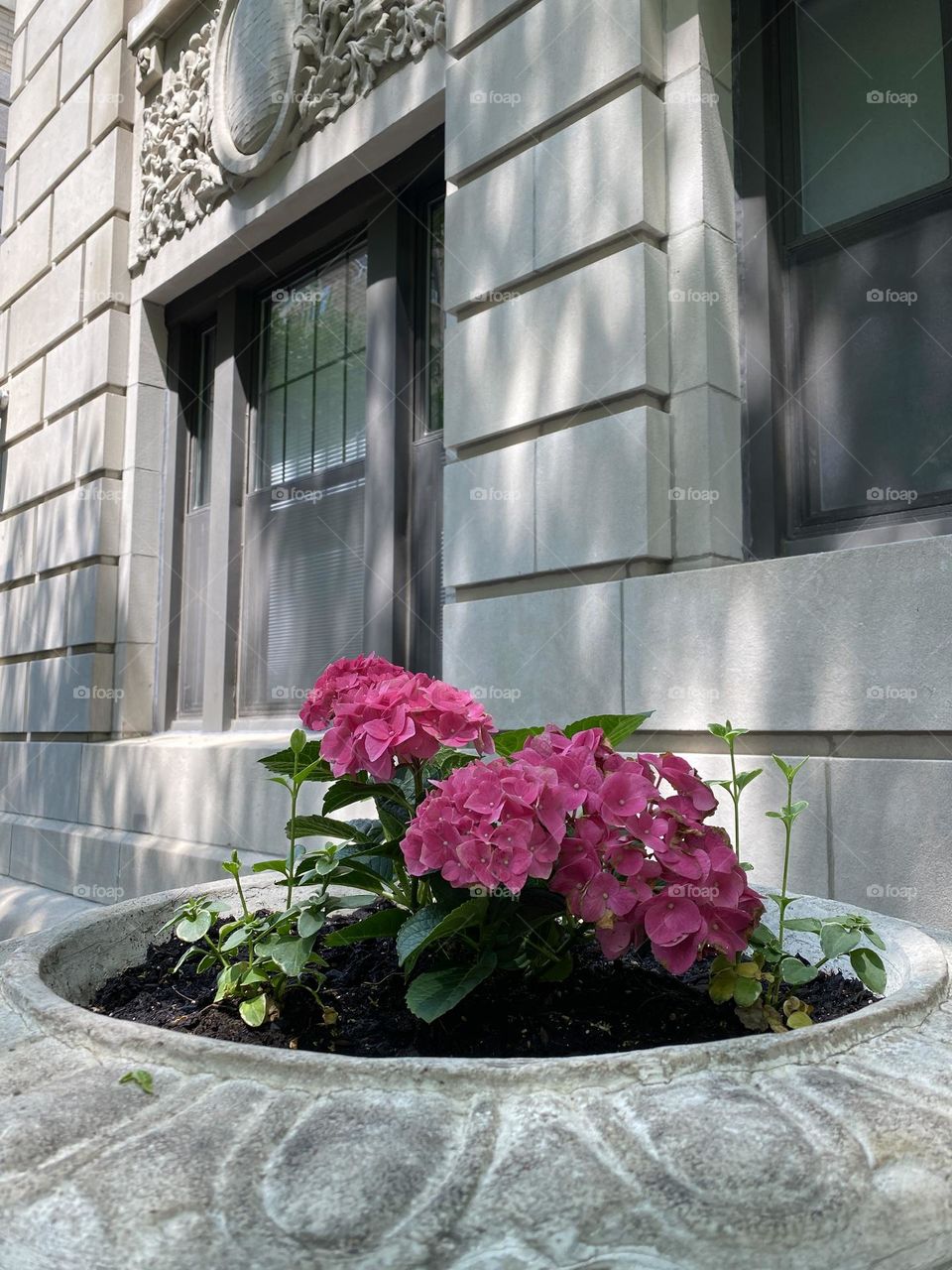 Beautiful flowers of bigleaf hydrangea in front of an apartment building New York.