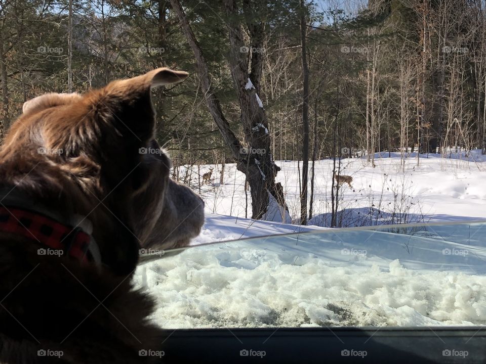 My dog watching deer