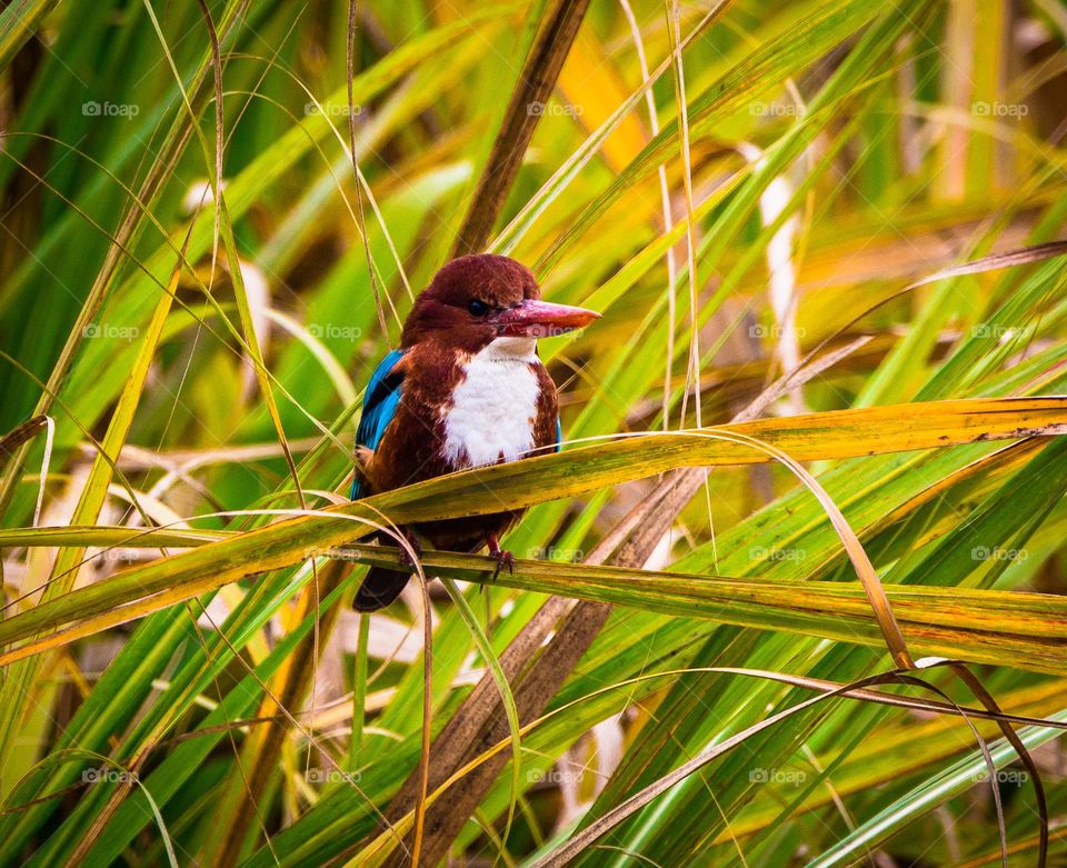 Colorful sparrow