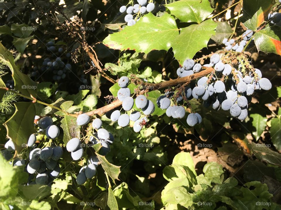 The blue berries and green leaves background. The summer gardening plants. 