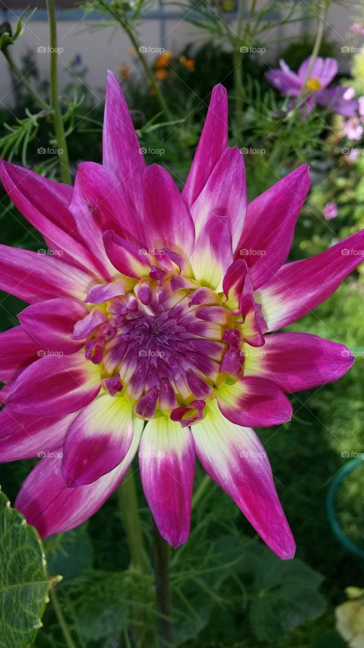 my pink Dahlia