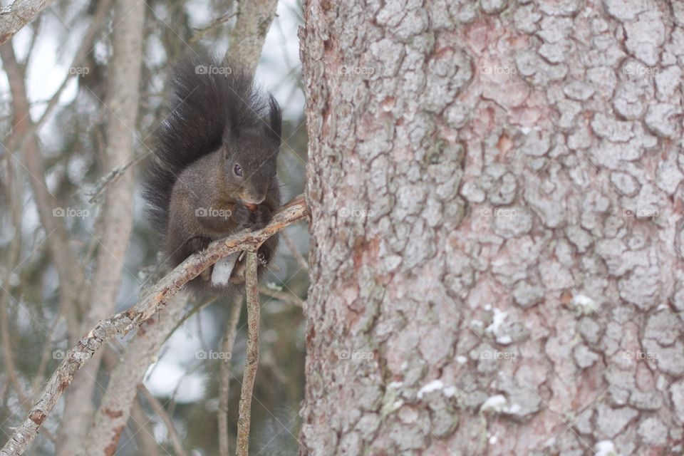 Close-up of a squirrel on branch