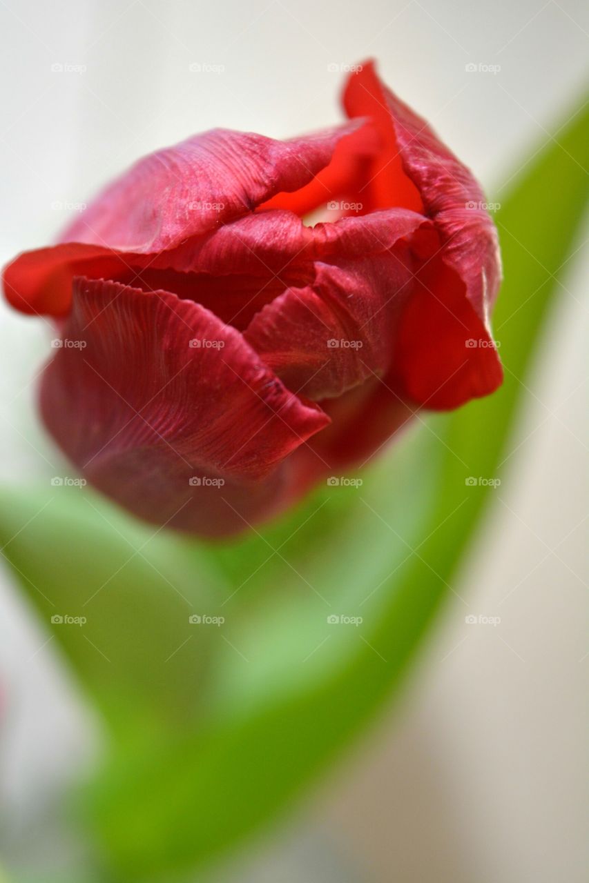 tulip flower on a white background