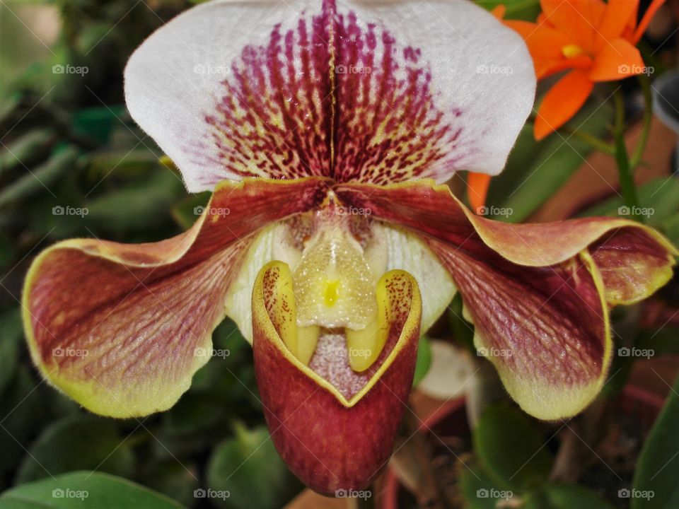 Orchid Shoe of Venus/Orquídea Sapatinho de Vênus.