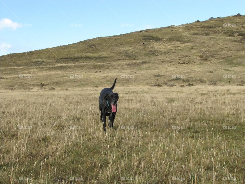 Meadow. A dog enjoying the soft grass on a sunny day with clear sky.
