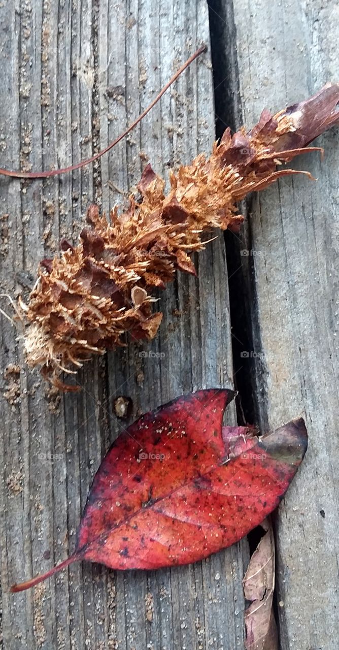 looks like the squirrels had brunch on the back deck today🤣 they love pine cones!