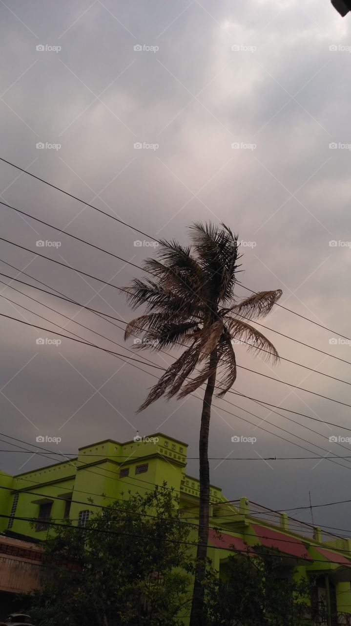 stormy weather coconut tree dark sky