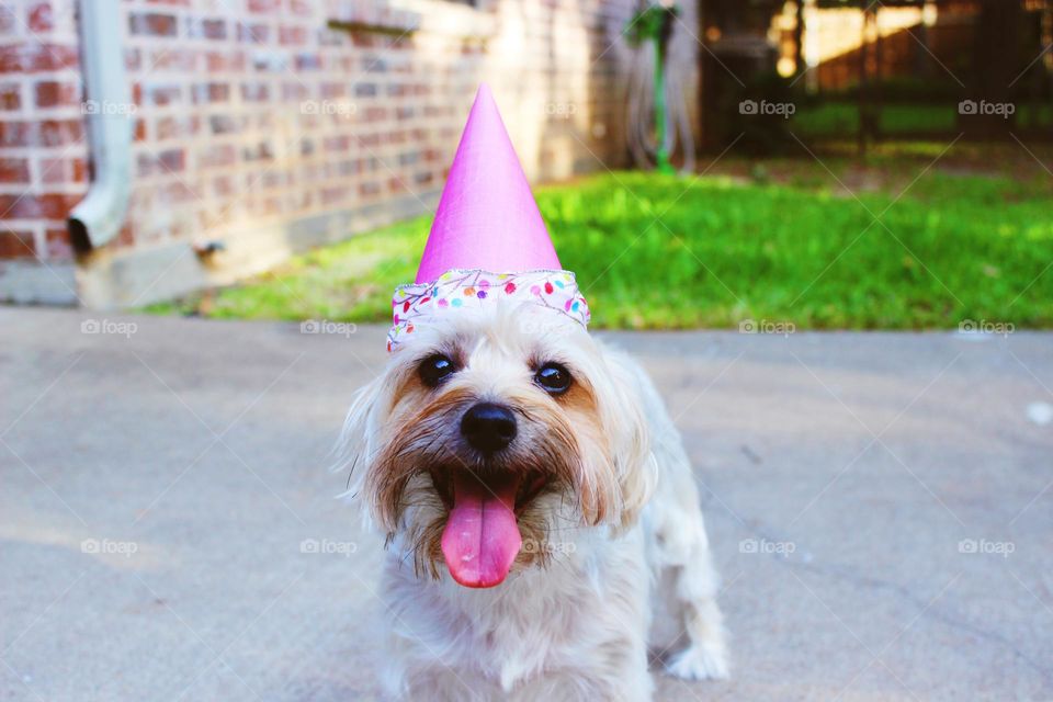 cute funny dog happy birthday