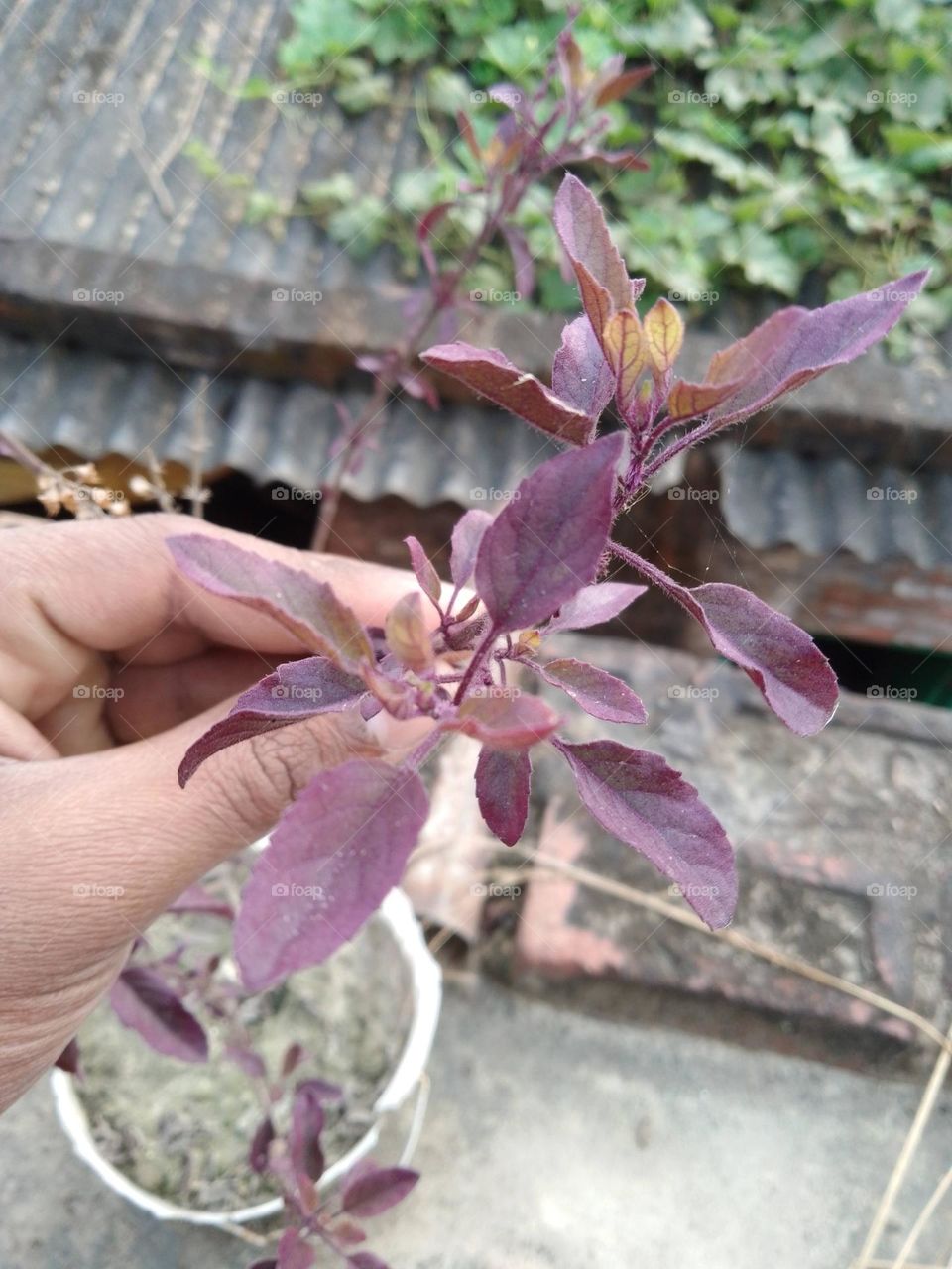 Tulsi plant with hand