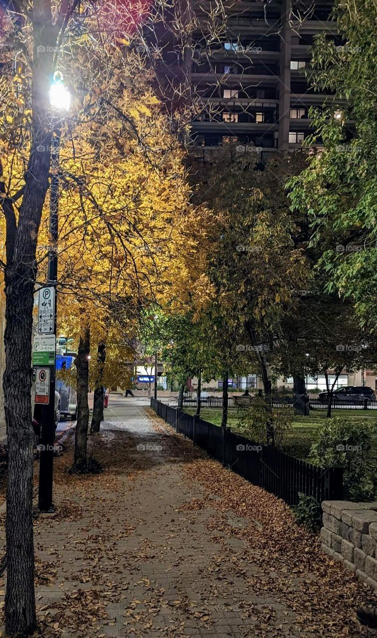 an evening stroll in Autumn