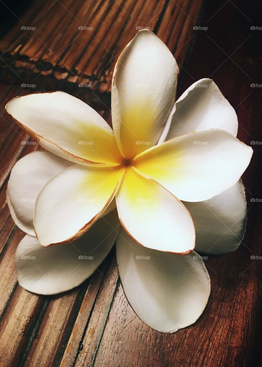 Plumeria 