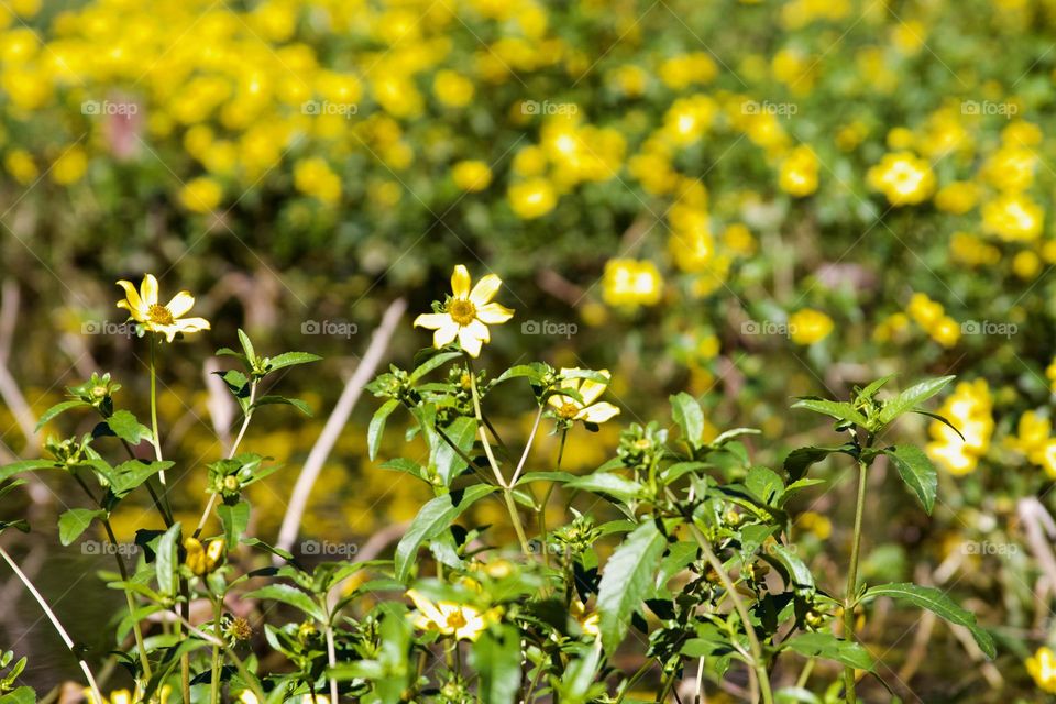 Yellow Flowers On the River