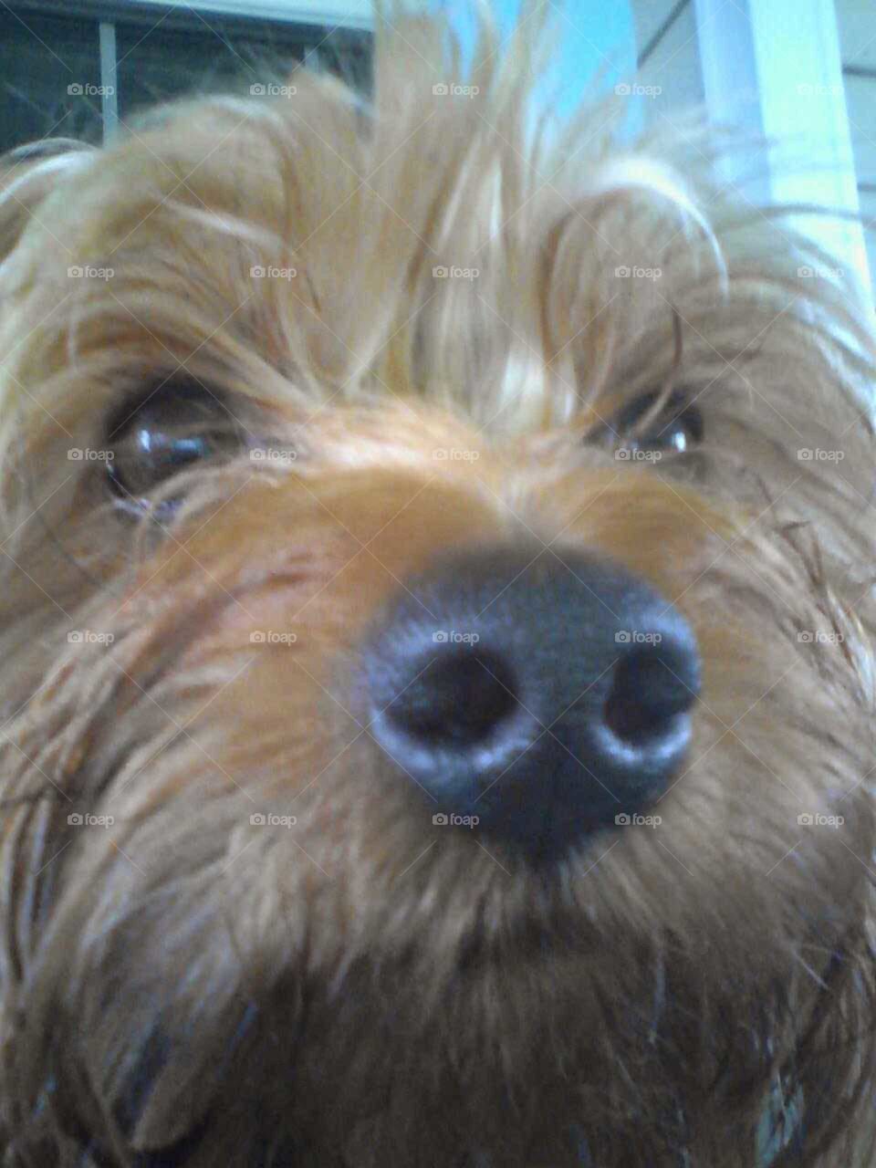 Because puppy noses are the best!