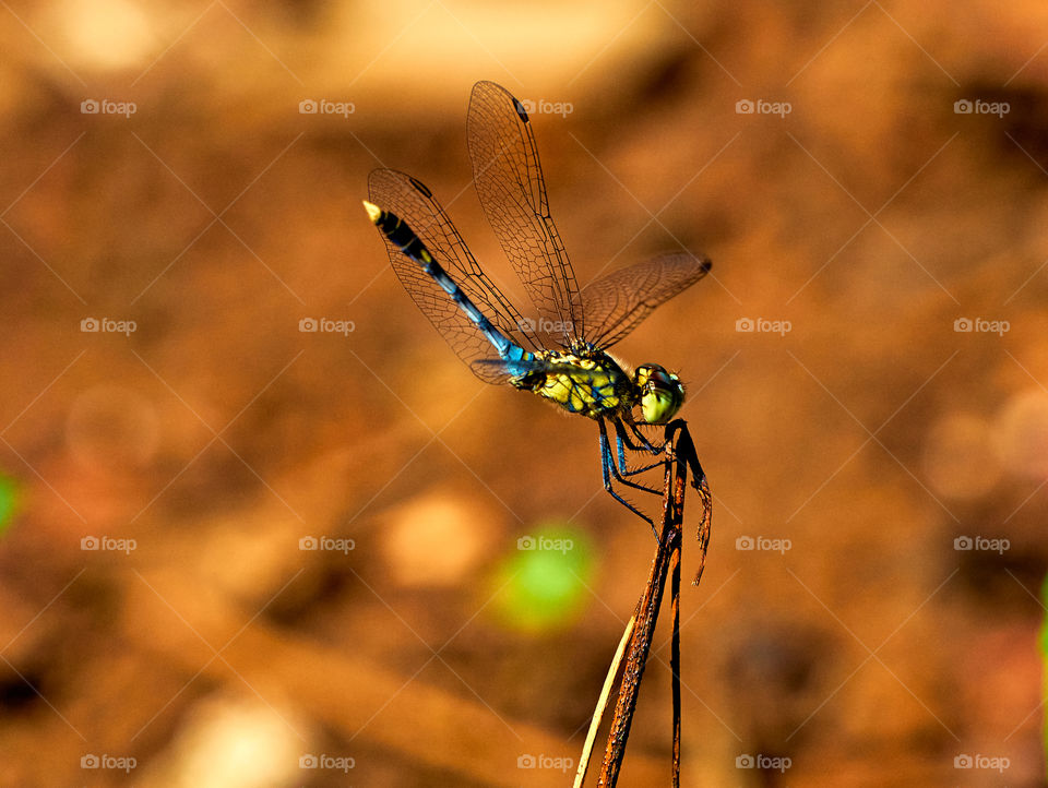 Dragon fly - backyard garden - insect