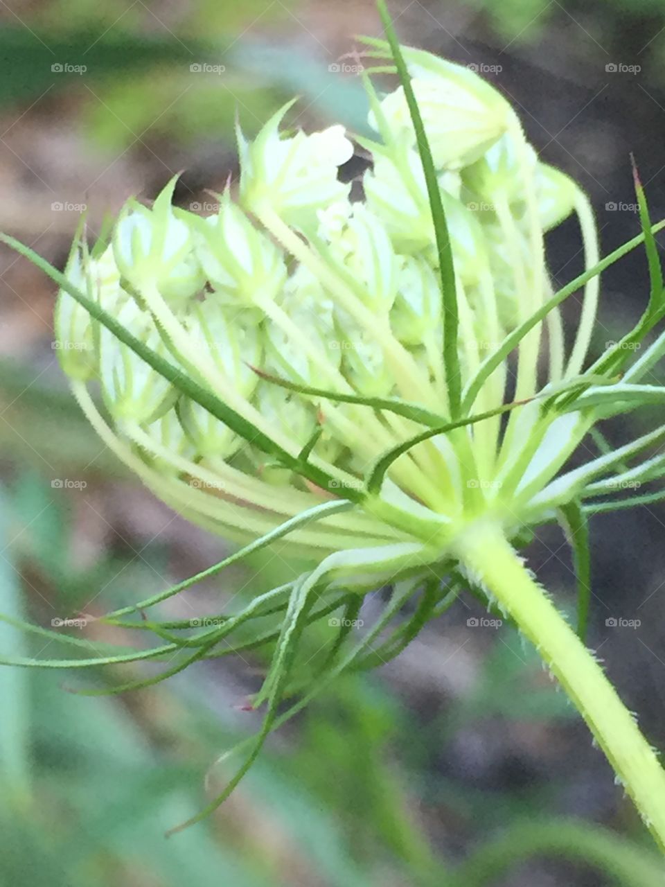 Queen Anne's Lace bloom