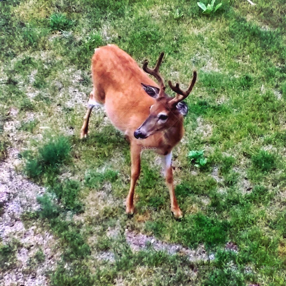 Handsome Buck in the Yard